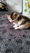 thumb katzenbabys 003