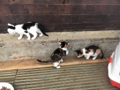 thumb katzenbabys 006