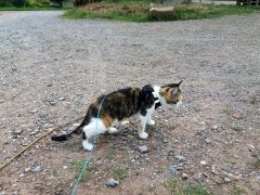 010 anderlangenleine