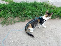 010 anderlangenleine