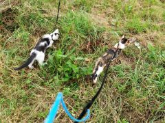 010 anderlangenleine