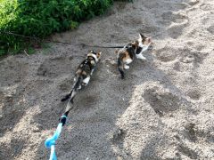 010 anderlangenleine