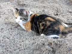 010 anderlangenleine