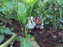 010 anderlangenleine