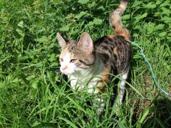 010 anderlangenleine