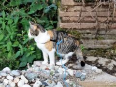 010 anderlangenleine