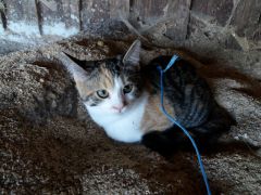 010 anderlangenleine