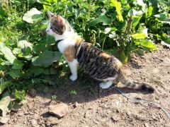 010 anderlangenleine