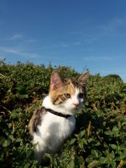 024 anderlangenleine copy