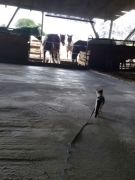 010 anderlangenleine