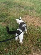 010 anderlangenleine