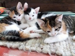 katzenkinder 002