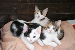katzenkinder 003