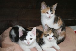 katzenkinder 004