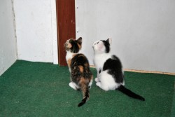 katzenkinder 006
