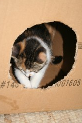 katzenkinder 007 kopie