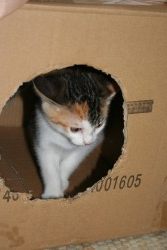 katzenkinder 008 kopie