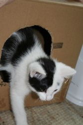 katzenkinder 009 kopie