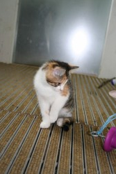 katzenkinder 015 kopie