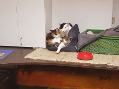 001 2018 katzenleben