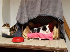 002 2018 katzenleben