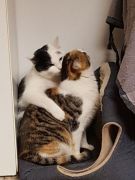 001 2018 katzenleben