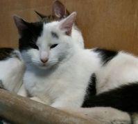 001 2018 katzenleben