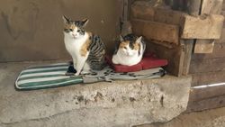 008 2018 katzenleben