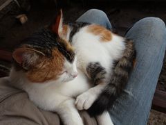 010 2018 katzenleben