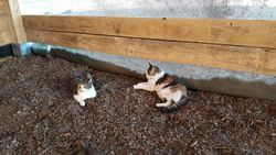 011 2018 katzenleben