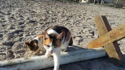 012 2018 katzenleben