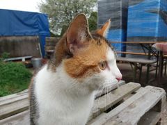 014 2018 katzenleben