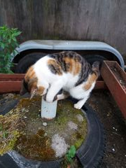 015 2018 katzenleben copy