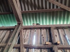 016 2018 katzenleben