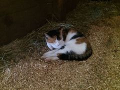 017 2018 katzenleben