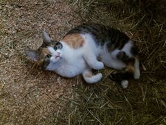 018 2018 katzenleben