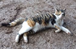 019 2018 katzenleben