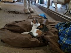 020 2018 katzenleben