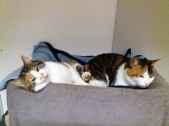 021 2018 katzenleben