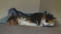 021 2018 katzenleben