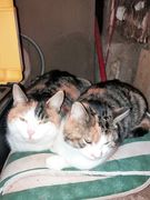 021 2018 katzenleben