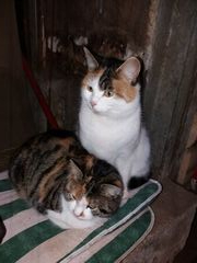 024 2018 katzenleben copy