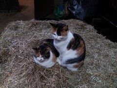 026 katzenleben 2018 2020