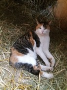 027 katzenleben 2018 2020 copy