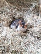 028 katzenleben 2018 2020 copy