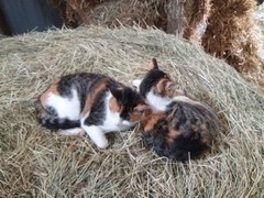 029 katzenleben 2018 2020