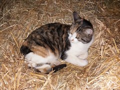 030 katzenleben 2018 2020