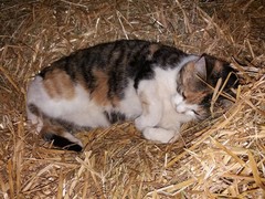 031 katzenleben 2018 2020