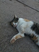 033 katzenleben 2018 2020 copy