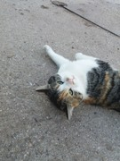 034 katzenleben 2018 2020 copy